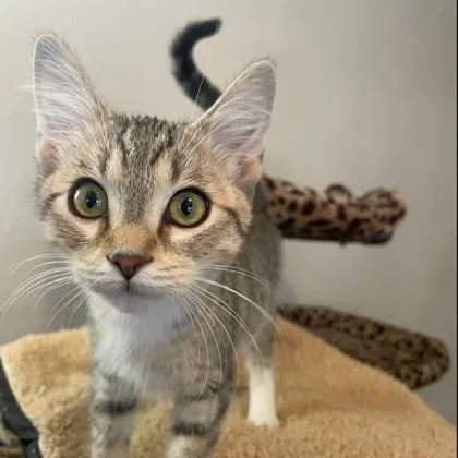A baby medium-sized female Brown / Chocolate Domestic Short Hair cat named Wink for adoption in Warr Acres, OK
