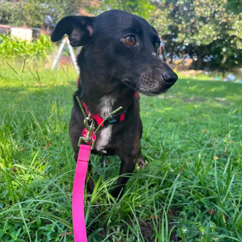 An adult small-sized female Black Chihuahua dog named Nacho for adoption in Merritt Island, FL