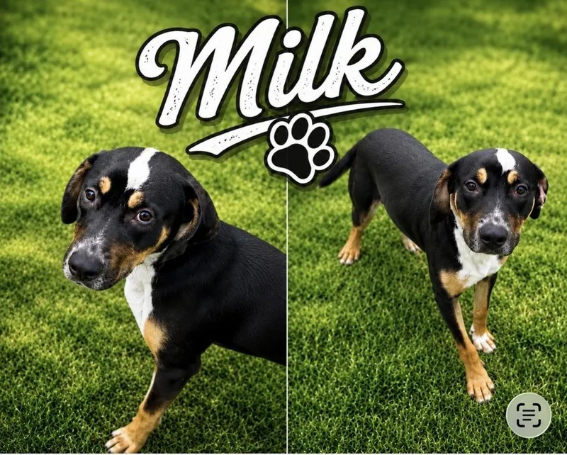 Milk