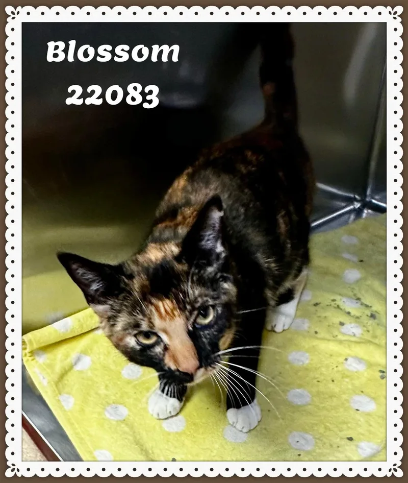 An adult medium-sized female Tortoiseshell Domestic Short Hair cat named Blossom for adoption in Marietta, GA