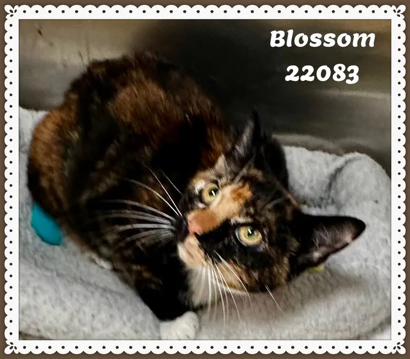 Blossom thumbnail 2