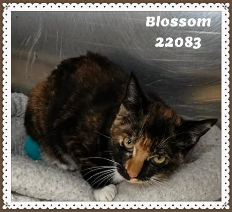 Blossom thumbnail 3