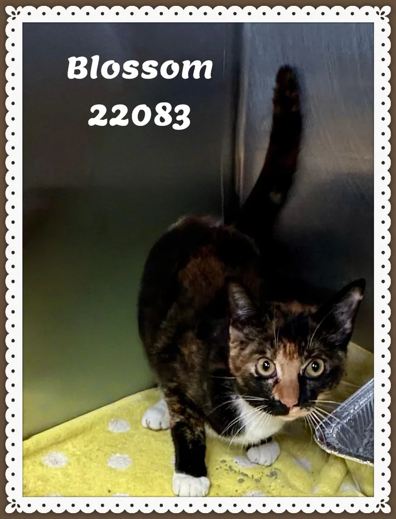 Blossom thumbnail 4