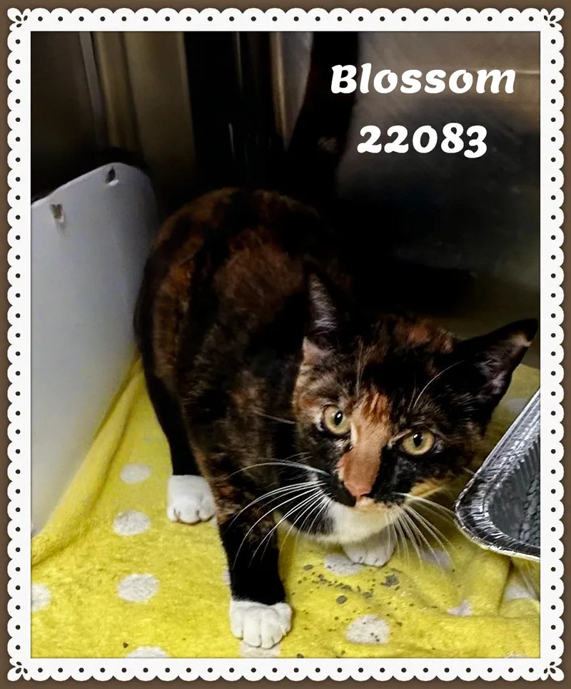 Blossom thumbnail 5