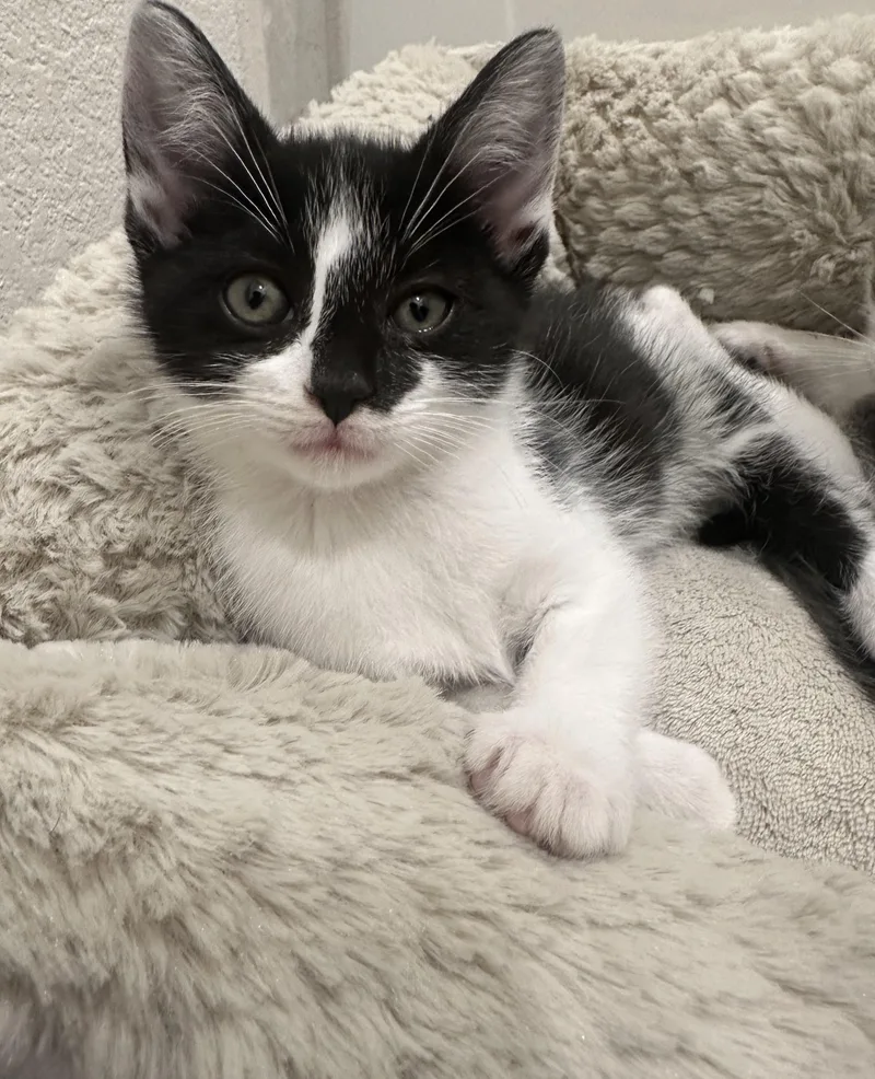 Macchiato