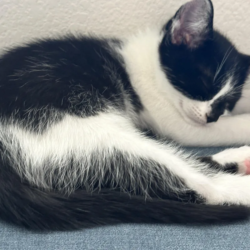 Macchiato thumbnail 3