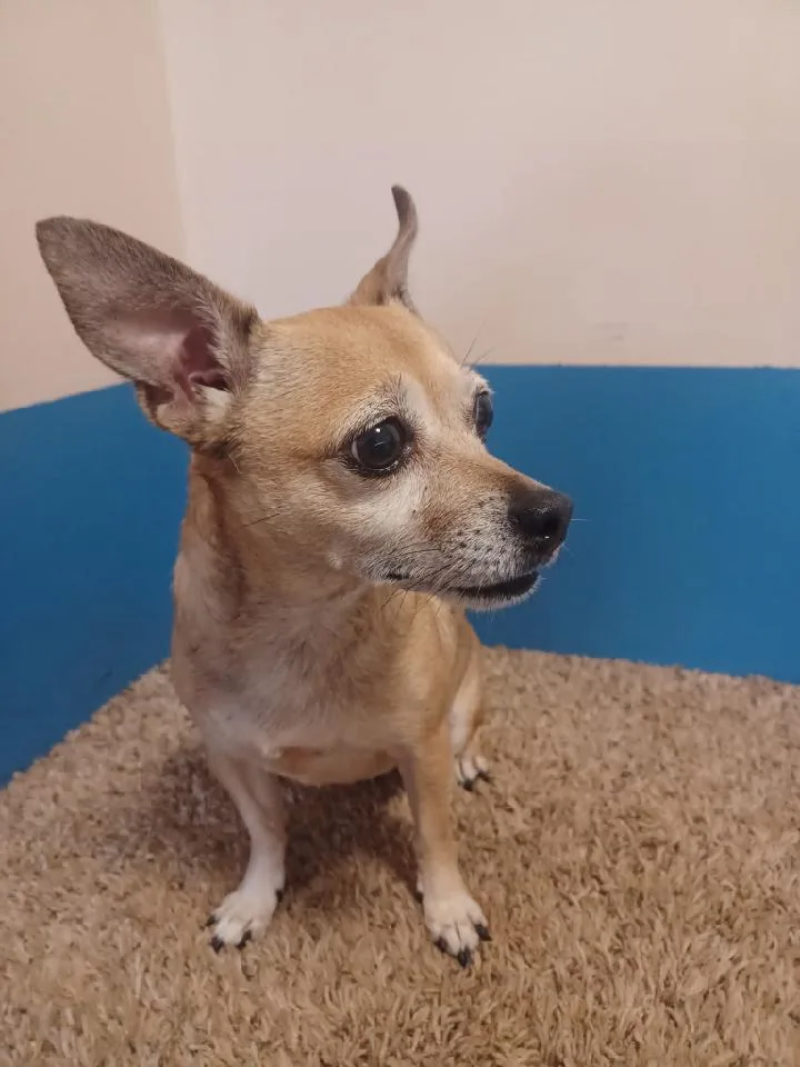 An adult small-sized female Tricolor (Brown, Black, & White) Chihuahua dog named Tinker for adoption in Barnesville, GA