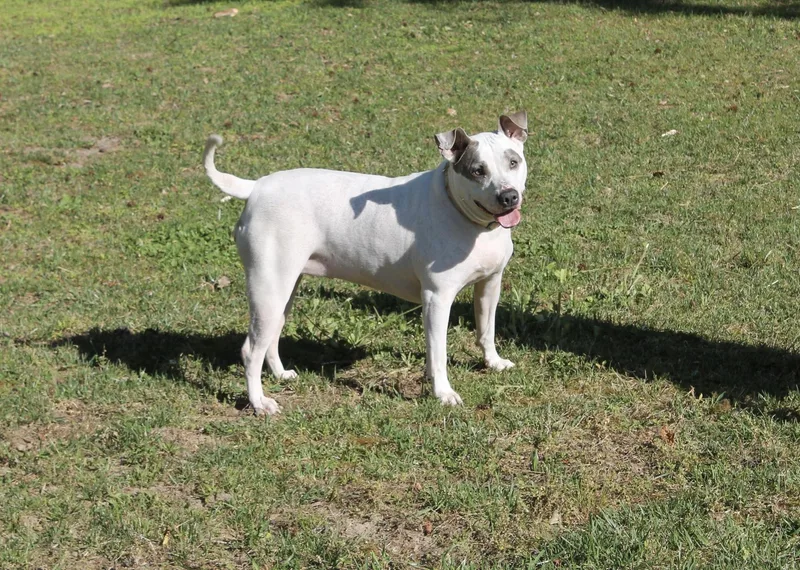 An adult medium-sized female Mixed Breed dog named Figgy for adoption in Chesapeake, VA