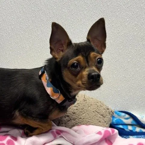 An adult small-sized female Chihuahua dog named Tink for adoption in Springboro, OH