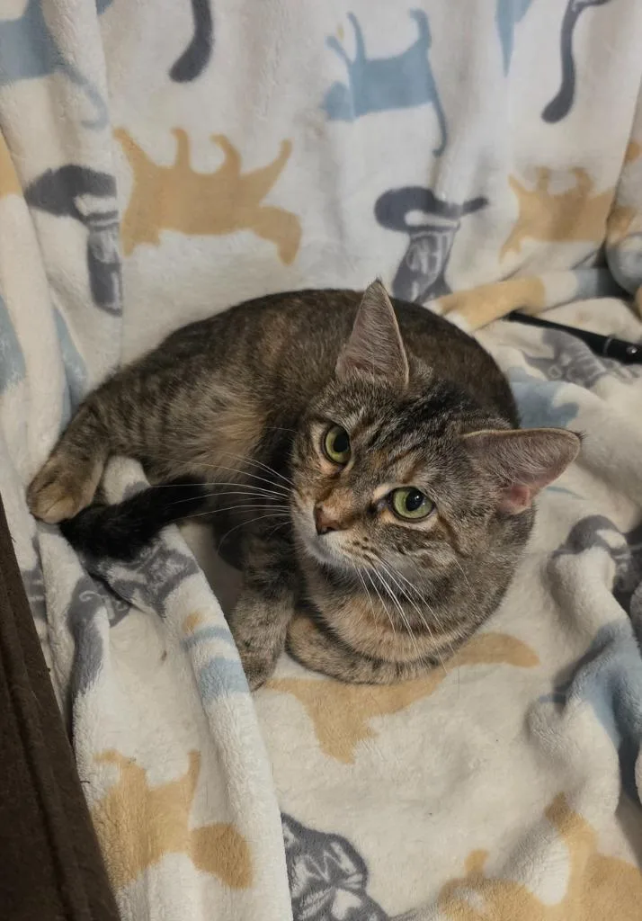 A young medium-sized female Calico cat named Cinnamon Roll for adoption in Miami, OK