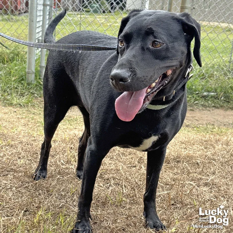 A young large-sized female Labrador Retriever dog named Coraline for adoption in Washington, DC