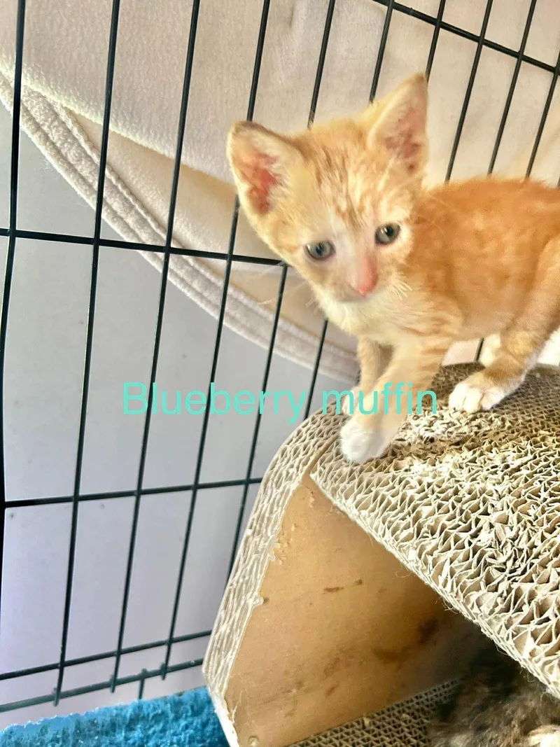 A baby medium-sized male Orange / Red Domestic Short Hair cat named Blueberry Muffin for adoption in hinckley, IL