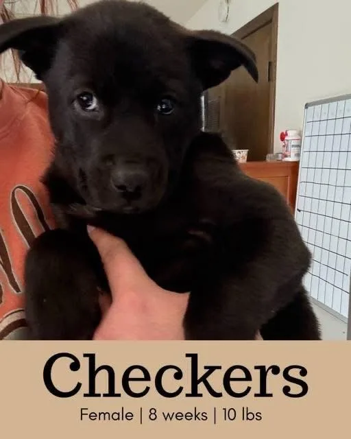 A young medium-sized female Black Belgian Shepherd / Malinois dog named Rosie for adoption in Colorado Springs, CO