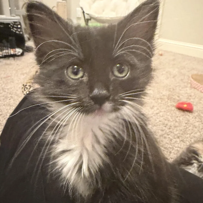 A baby small-sized male Domestic Medium Hair cat named Thor for adoption in Bentonville, AR