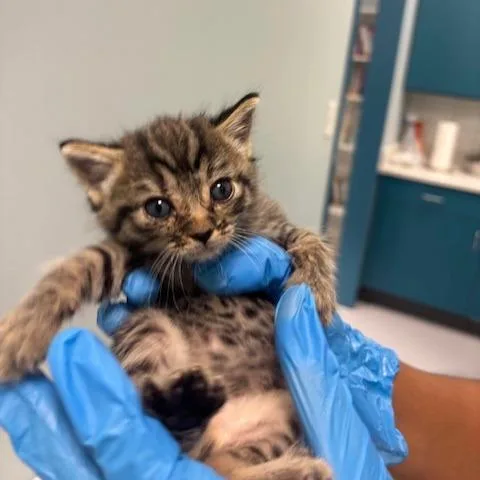 A baby small-sized male Brown / Chocolate Domestic Short Hair cat named Accord for adoption in Mooresville, NC
