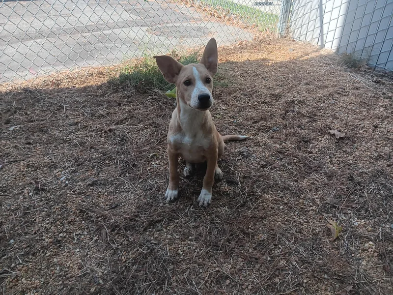 A baby small-sized male Mixed Breed dog named Thing for adoption in North Little Rock, AR