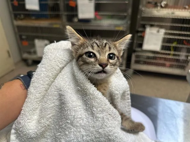 A baby small-sized female Domestic Short Hair cat named Cersei for adoption in Pueblo, CO