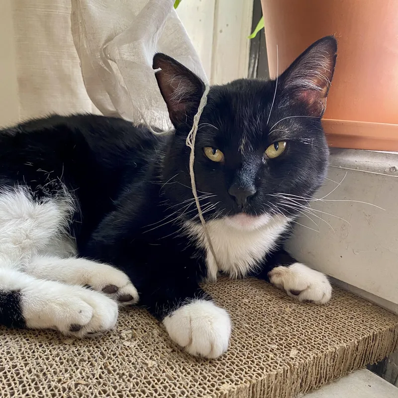 An adult medium-sized male Black & White / Tuxedo Domestic Short Hair cat named Tommy for adoption in Ridgewood, NY
