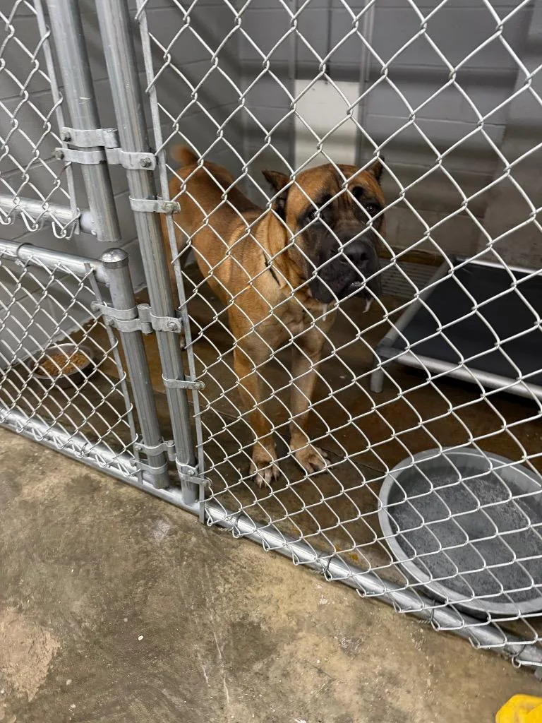 An adult large-sized male Cane Corso dog named Little Foot for adoption in Elizabethtown, NC
