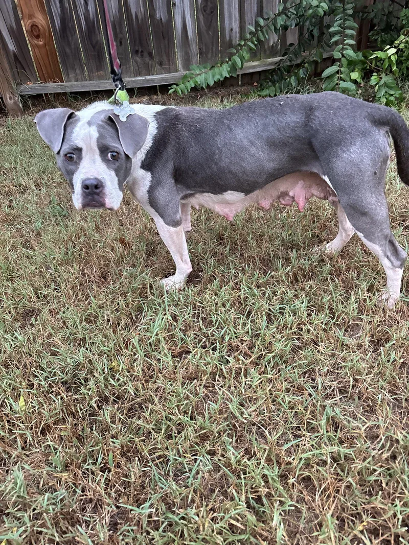An adult medium-sized female American Staffordshire Terrier dog named Trixie Candy litter for adoption in Holly Springs, NC