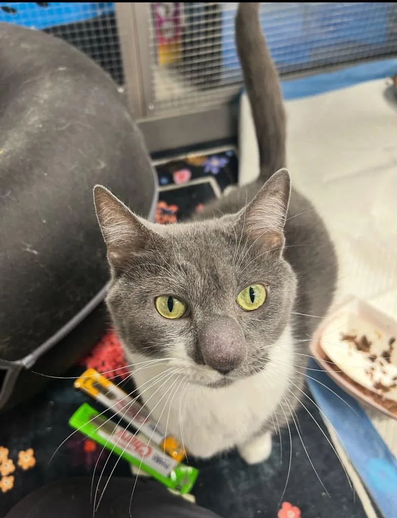 Loonette thumbnail 2