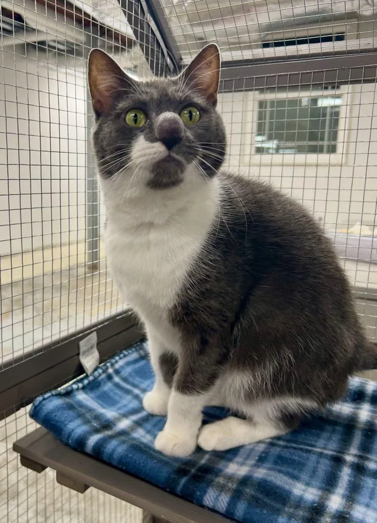 Loonette thumbnail 3