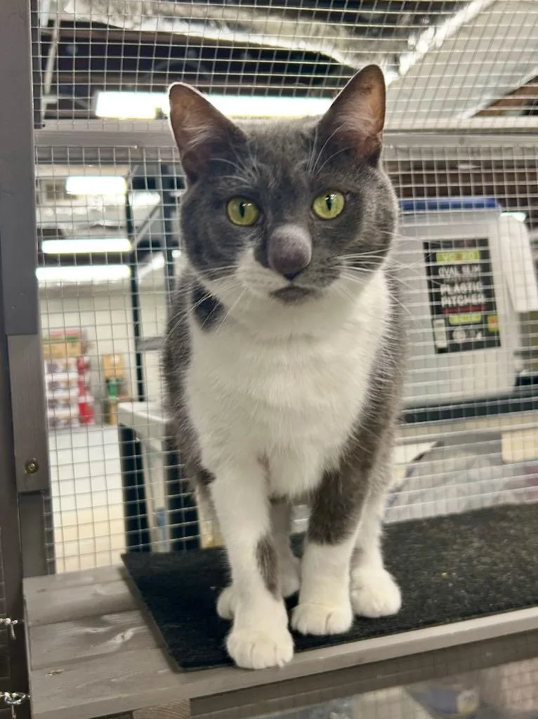 An adult medium-sized female Gray & White Domestic Short Hair cat named Loonette for adoption in Cortland, OH