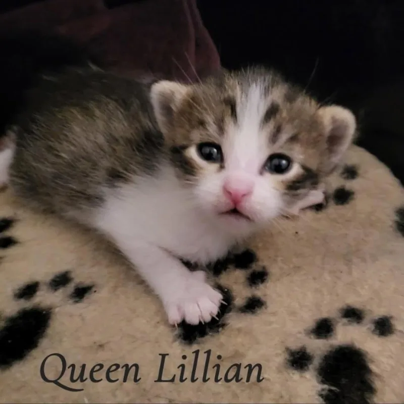 A baby small-sized female White Domestic Short Hair cat named Queen Lillian for adoption in South Elgin, IL