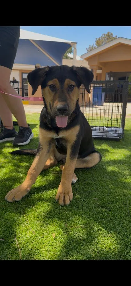 A baby large-sized female Tricolor (Brown, Black, & White) Hound dog named Brandy for adoption in Albuquerque, NM