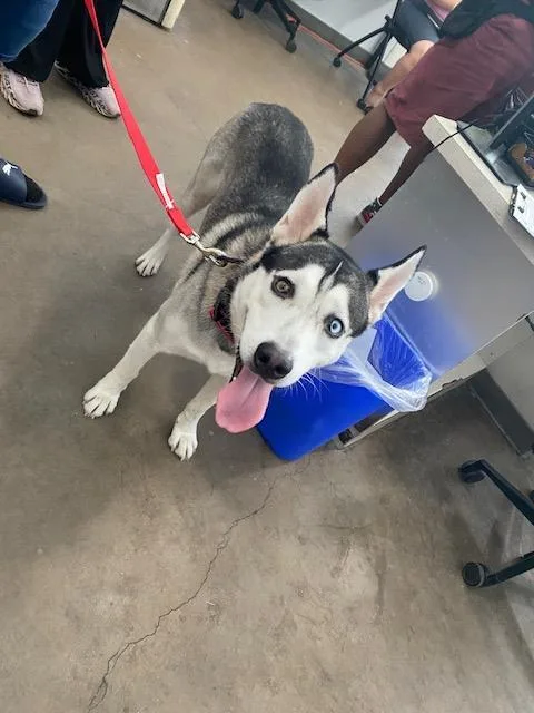 A young large-sized male Mixed Breed dog named Luke for adoption in Dallas, TX