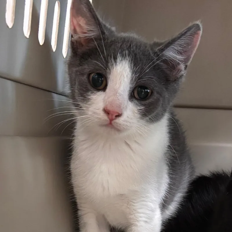 A baby small-sized male White Domestic Short Hair cat named Huey for adoption in Allentown, PA