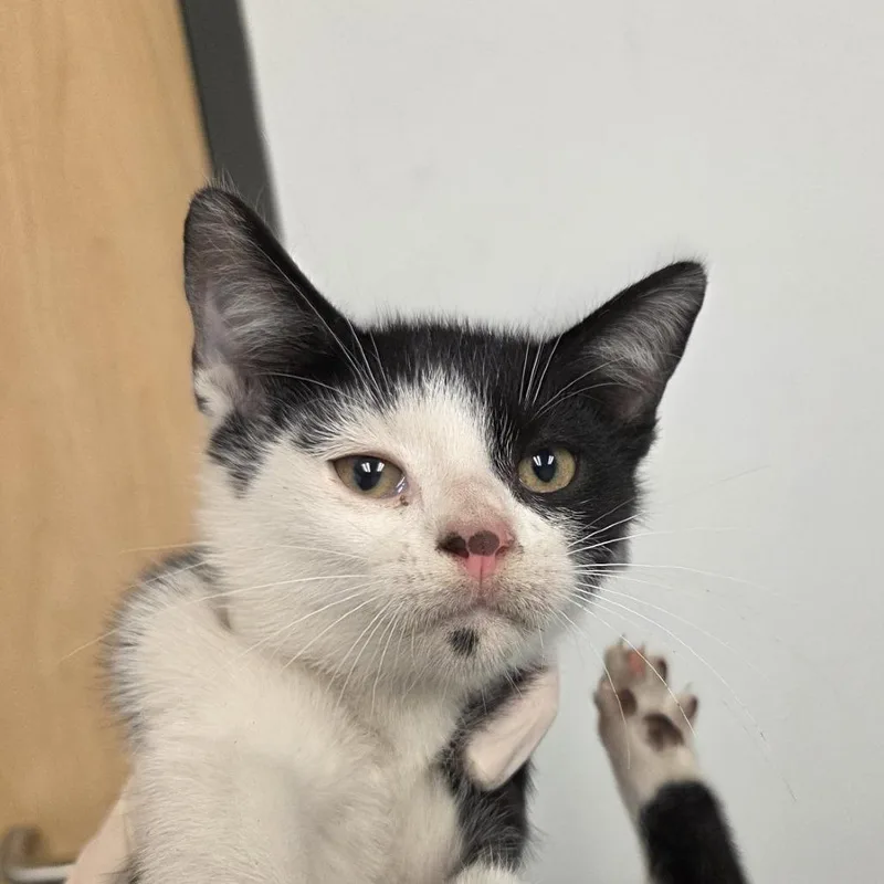 A baby small-sized male White Domestic Short Hair cat named Grilled Cheese for adoption in Jacksonville, FL