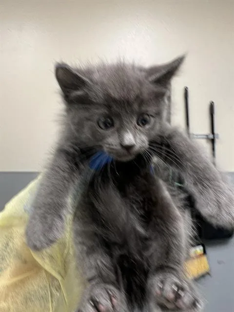 A baby small-sized female Domestic Short Hair cat named Goobette for adoption in Las Vegas, NV