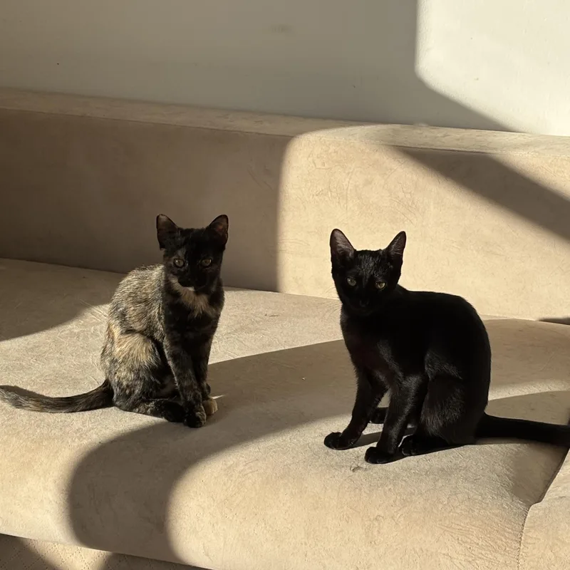 Sweet Duo thumbnail 3