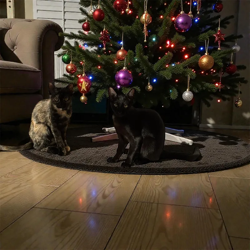 Sweet Duo thumbnail 4