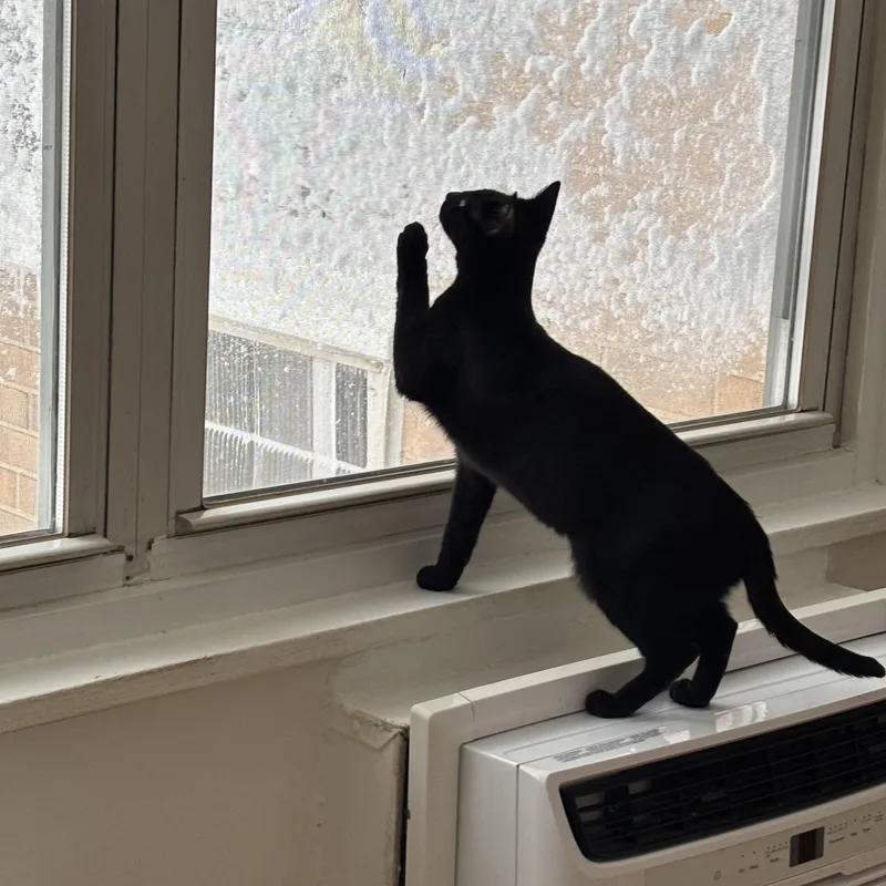 Sweet Duo thumbnail 6