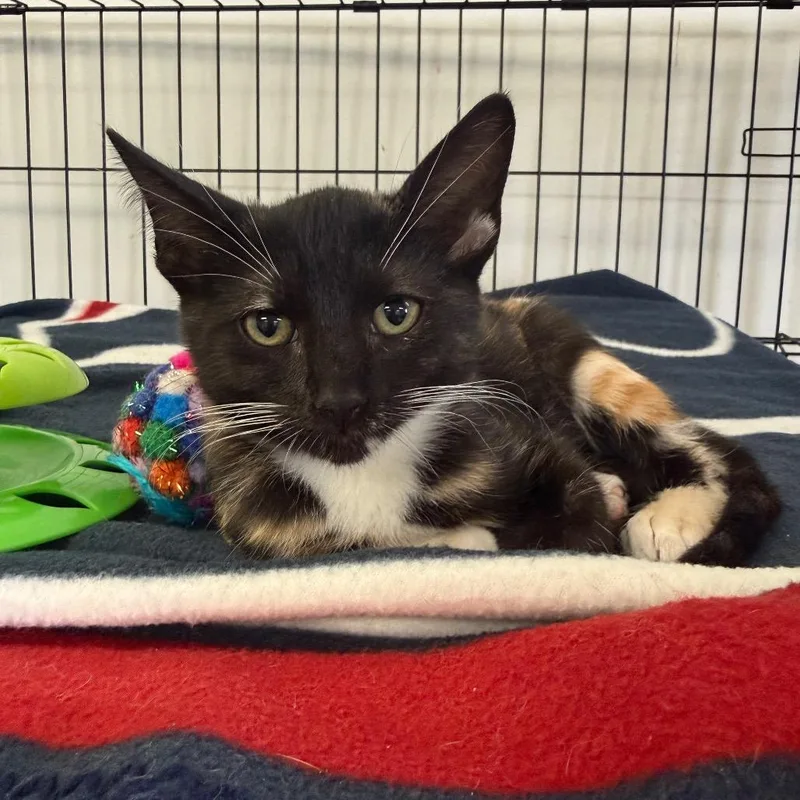 A baby small-sized female Calico Domestic Short Hair cat named Berry for adoption in Houston, TX