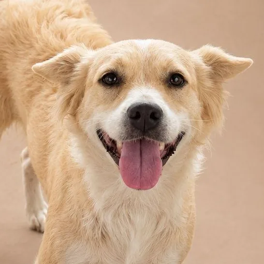 A young medium-sized female Yellow / Tan / Blond / Fawn Border Collie dog named Aina for adoption in New York, NY
