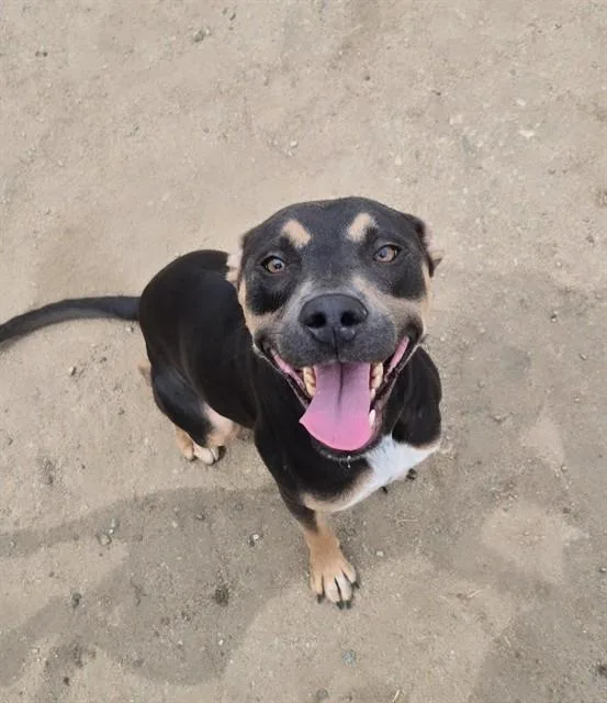A young medium-sized female Mixed Breed dog named Marilyn Monroe for adoption in Bakersfield, CA