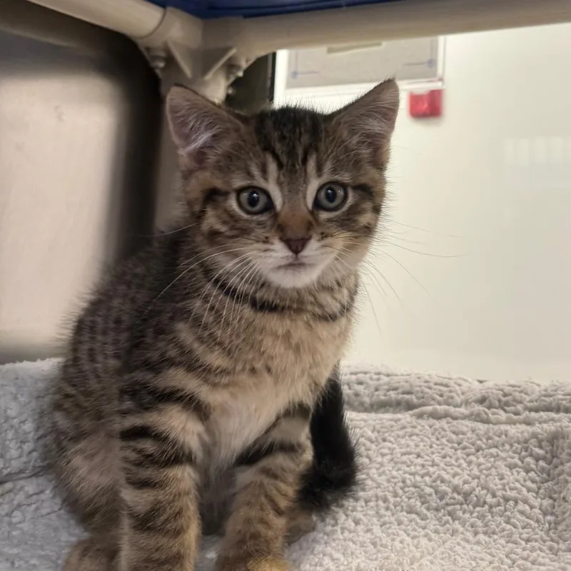 A baby small-sized male Brown / Chocolate Domestic Short Hair cat named Gas Leak for adoption in York, PA