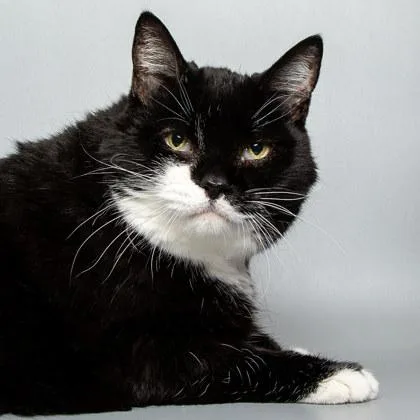 A senior medium-sized female Domestic Short Hair cat named Gizmo for adoption in Longmont, CO