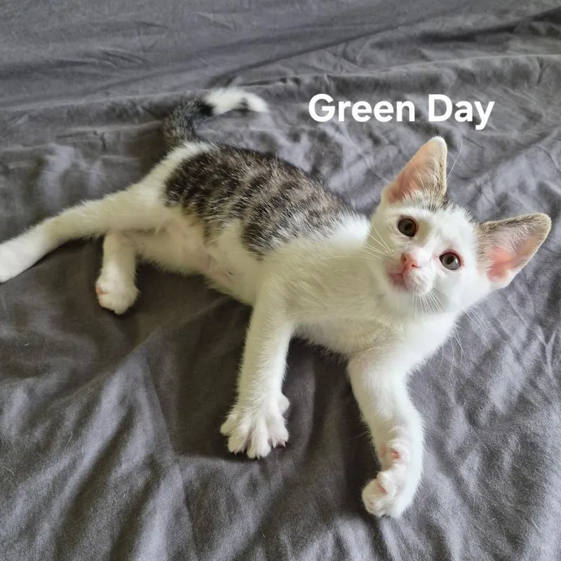 A baby small-sized male White Domestic Short Hair cat named Green Day for adoption in Matteson, IL