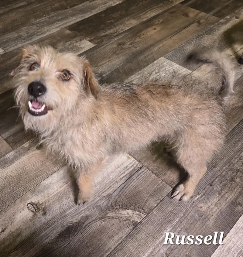 Russell thumbnail 2