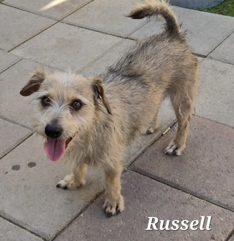 Russell thumbnail 3