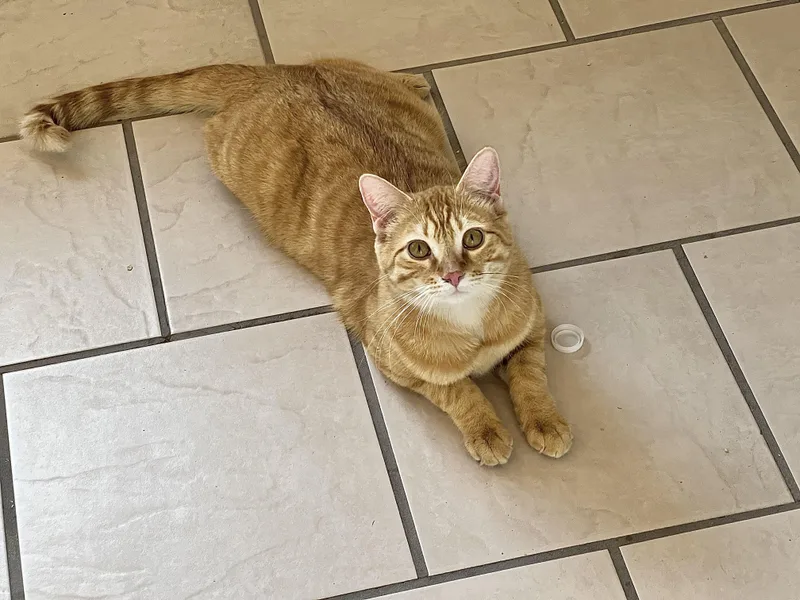 A young medium-sized male Orange / Red Tabby cat named Sebastian for adoption in Delta, CO