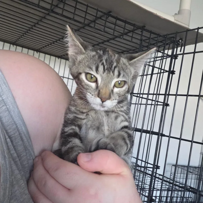 A baby small-sized female Buff / Tan / Fawn Domestic Short Hair cat named Beyoncee for adoption in Clarksdale, MS