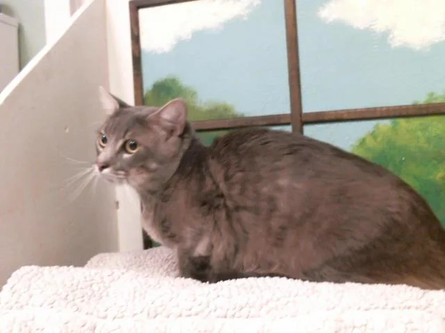 An adult medium-sized male Domestic Short Hair cat named Gordo for adoption in Houston, TX