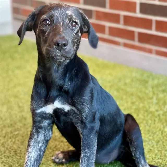 A baby small-sized female Mixed Breed dog named Capri for adoption in Edmond, OK