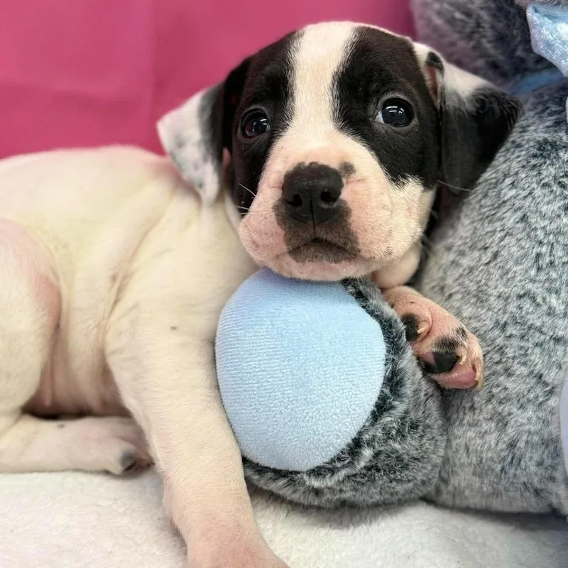 A baby medium-sized female American Staffordshire Terrier dog named Zenia for adoption in Tacoma, WA