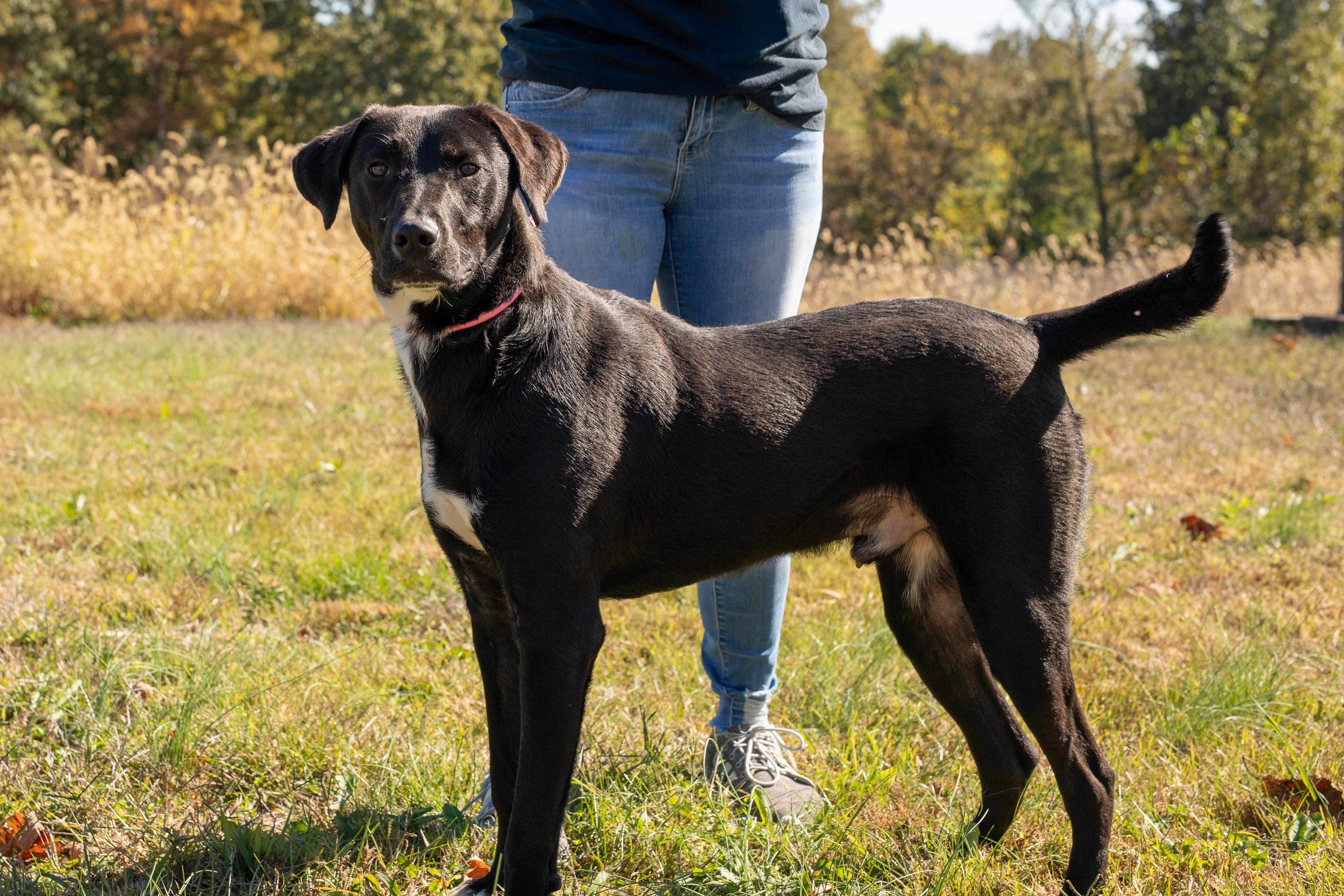 A young large-sized male Black Labrador Retriever dog named Max for adoption in Dixon, KY